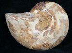 Sliced Phylloceras Ammonite (Half) - #10016-1